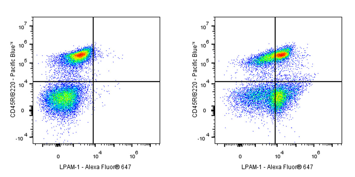 Rat Anti-Mouse LPAM-1 Antibody (DATK32)
