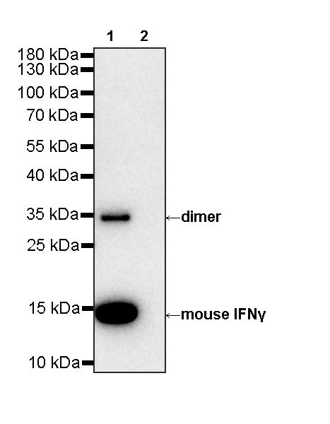 Invivo anti-Mouse IFNγ Recombinant mAb