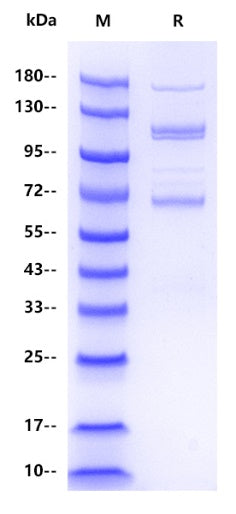 Mouse Complement C3 Protein, His Tag