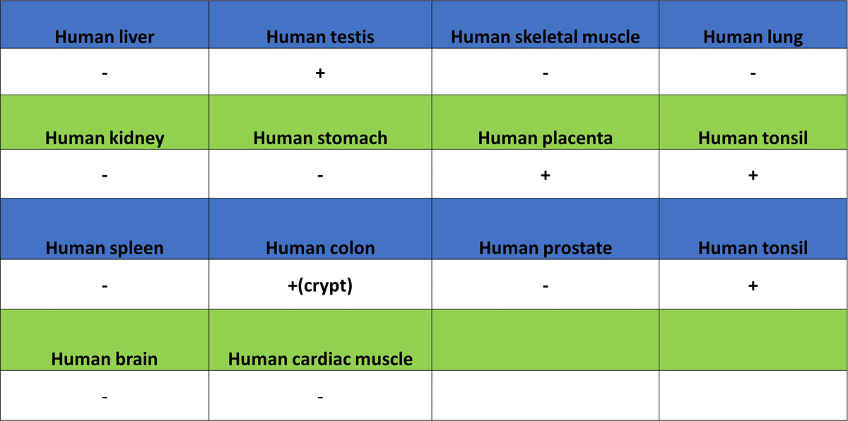 Aurora A Recombinant Rabbit mAb (S-5355)