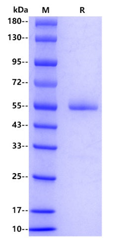 Human BTN3A1, hFc tag