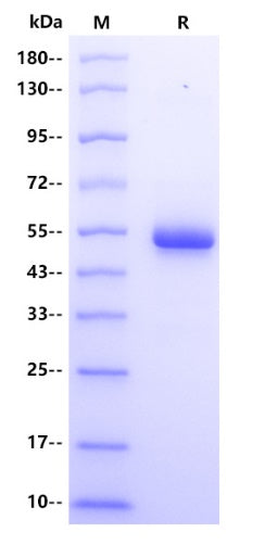 Human PVRIG Protein, hFc Tag