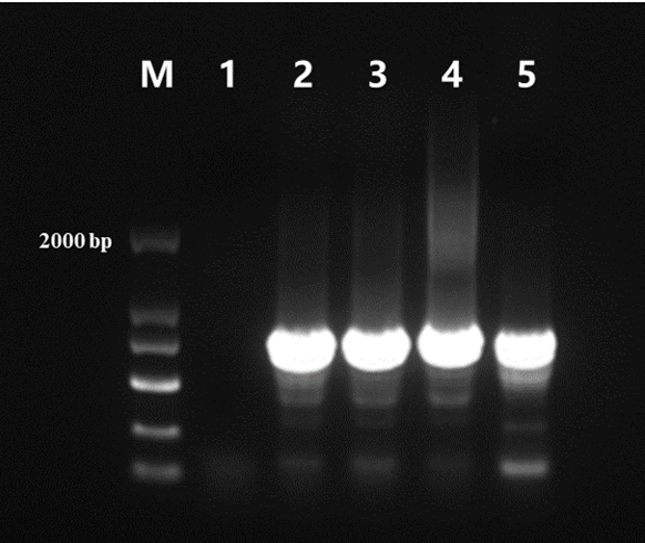 Pfu DNA Polymerase