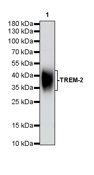 Invivo Anti-Mouse TREM-2 Recombinant mAb