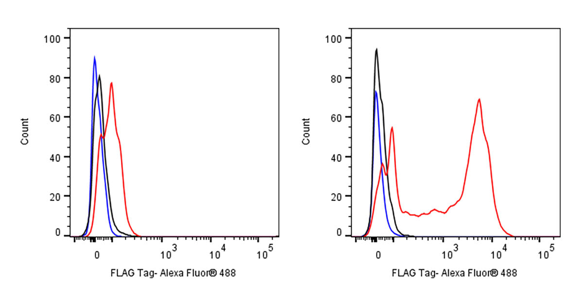 FLAG Tag Recombinant Rabbit mAb (Alexa Fluor® 488 Conjugate Conjugate) (S-589-8)