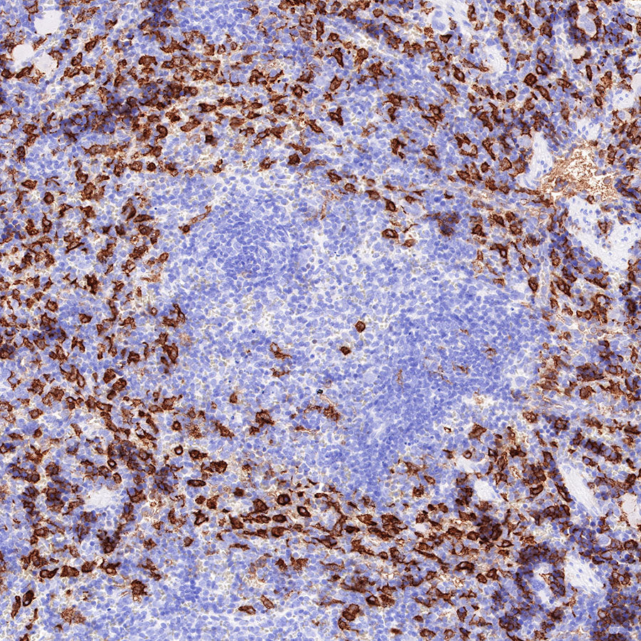 CD163 Recombinant Rabbit mAb (SDT-327-58)