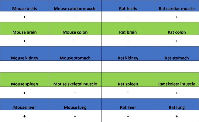 ART1 Recombinant Rabbit mAb (S-2396-1)