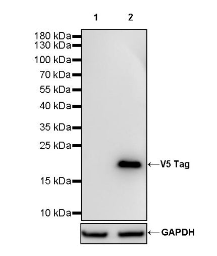 V5 Tag Recombinant Rabbit mAb (HRP Conjugate) (S-609-8)