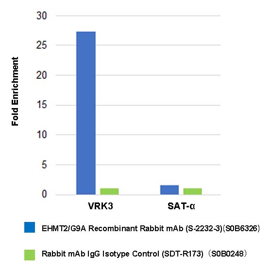 EHMT2/G9A Recombinant Rabbit mAb (S-2232-3)