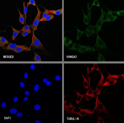 VANGA2 Recombinant Rabbit mAb (S-2938-231)