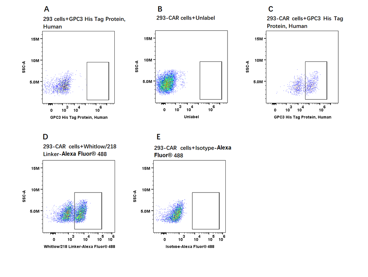 GPC3 His Tag Protein, Human