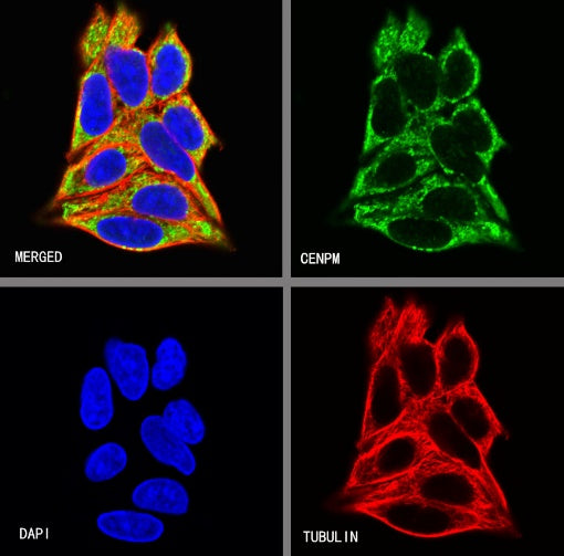 CENPM Recombinant Rabbit mAb (S-1870-36)