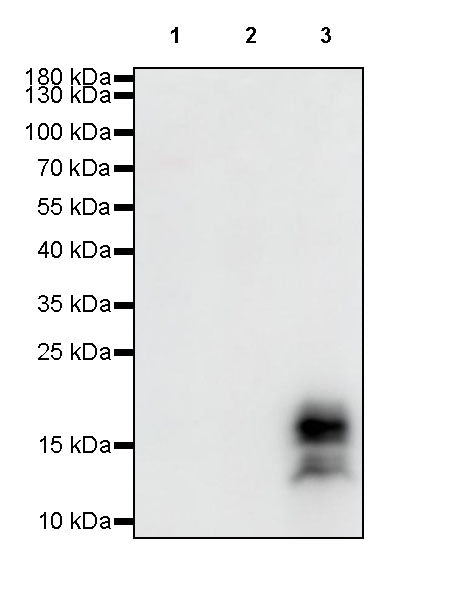 S-RMab® GCDFP-15 Recombinant Rabbit mAb (SDT-R030)
