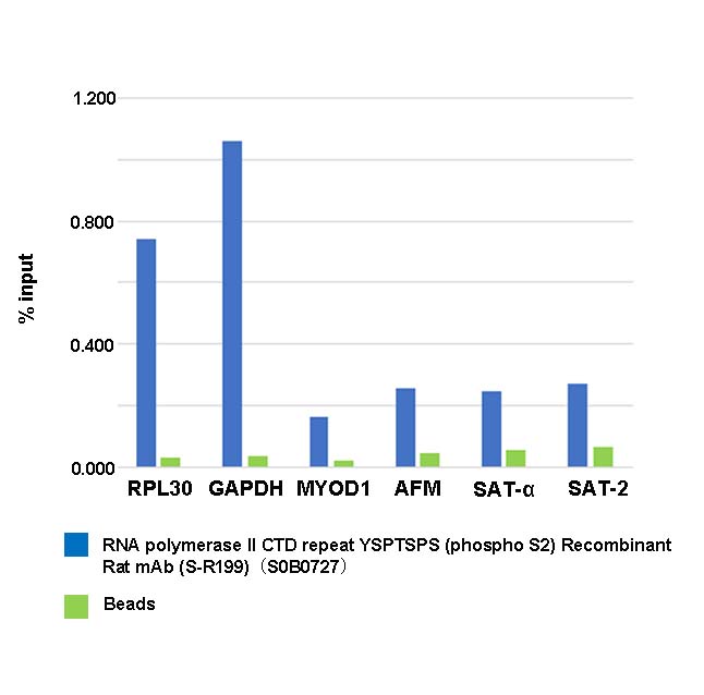 RNA polymerase II CTD repeat YSPTSPS (phosphor S2) Recombinant Rat mAb (S-R199)