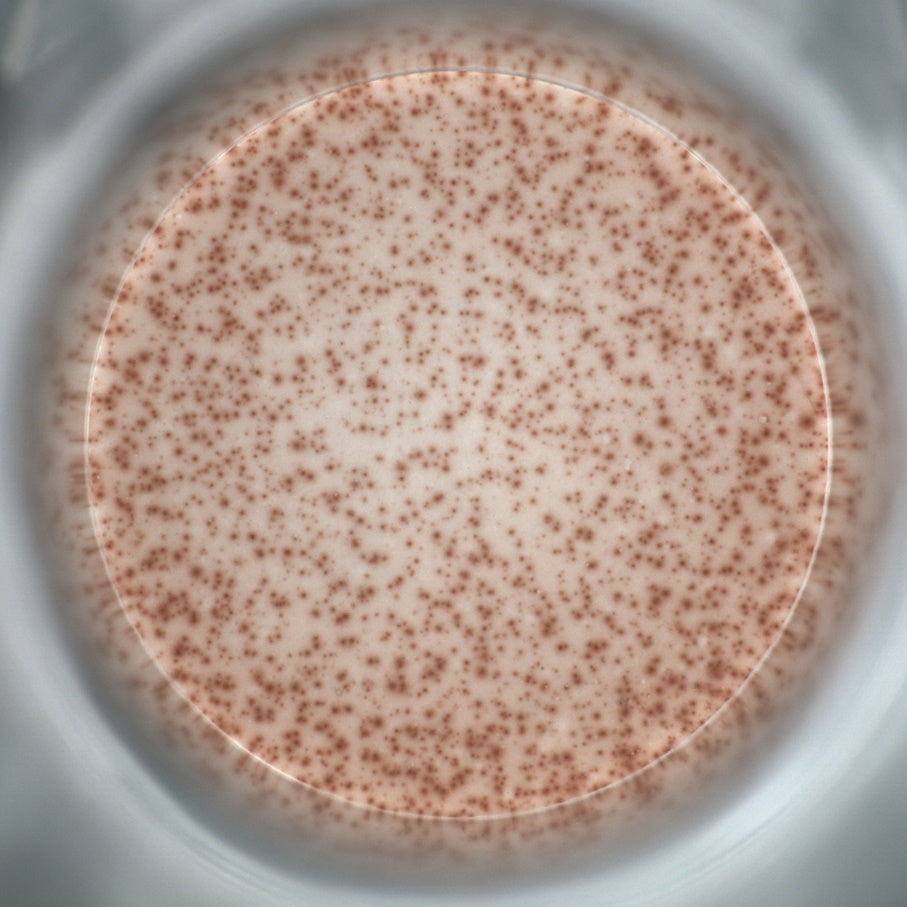 Human IFN-γ(HRP)OneStep ELISpot Kit