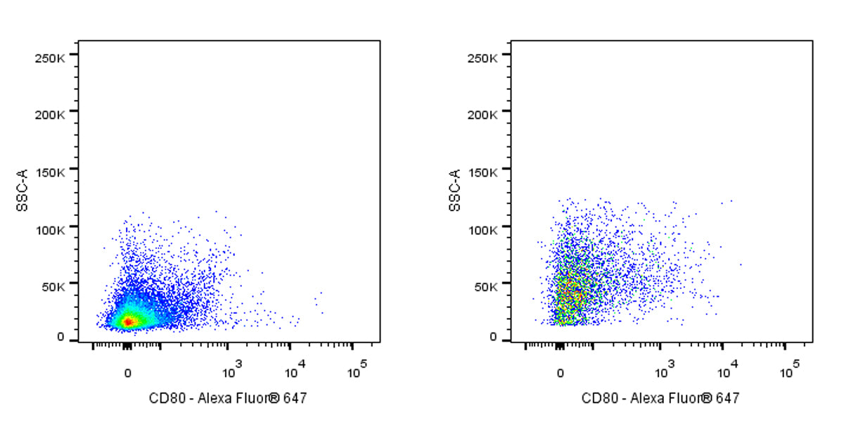 Rat Anti-Mouse CD80 (B7-1) Antibody (1G10)