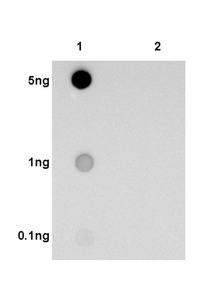 Tau (phospho T181) Recombinant Rabbit mAb (SDT-R045)