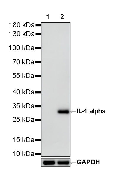 IL-1 alpha Recombinant Rabbit mAb (S-6193)