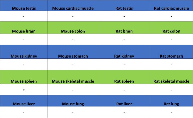 Rat Anti-Mouse CD45R/B220 Antibody (RA3-6B2)