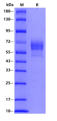 Human CD27, hFc tag