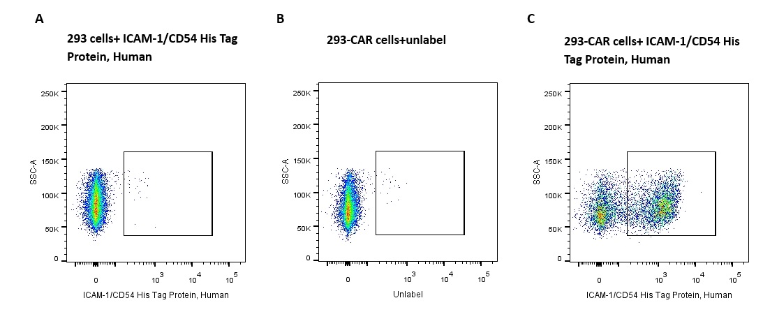 ICAM-1/CD54 His Tag Protein, Human