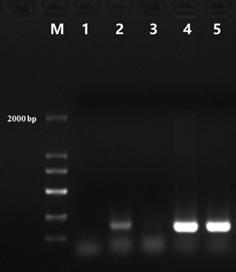 StartScript® II 1st Strand cDNA Synthesis Kit, with DNase I