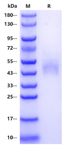 Human PSCA Protein, hFc tag