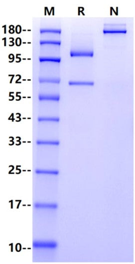C3 His Tag Protein, Cynomolgus