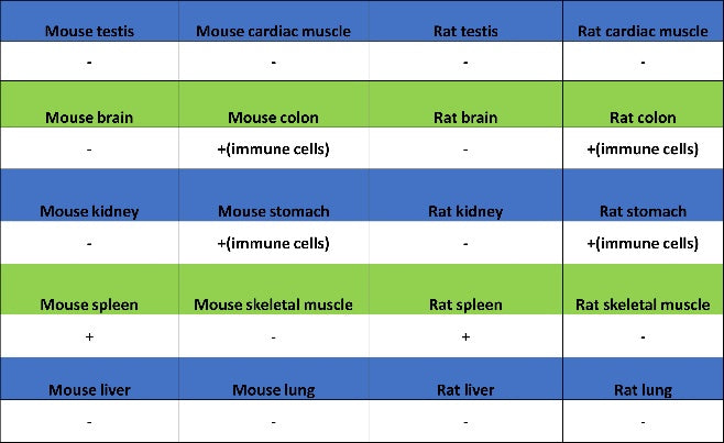 BTK Recombinant Rabbit mAb (SDT-2105-37)