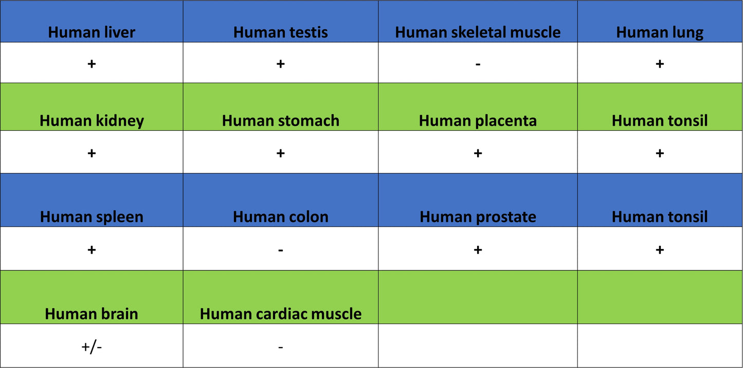 PTGES Recombinant Rabbit mAb (S-4351-18)