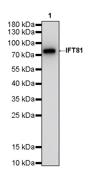 IFT81 Mouse mAb