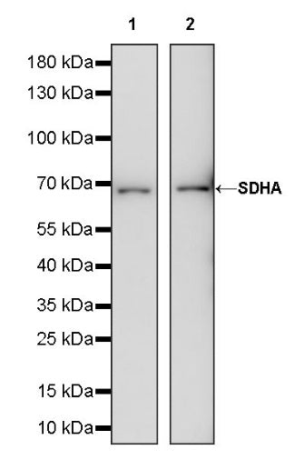 SDHA Rabbit Polyclonal Antibody