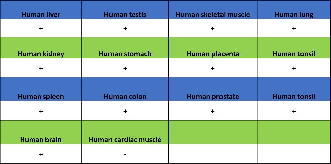 ATIC Rabbit Polyclonal Antibody