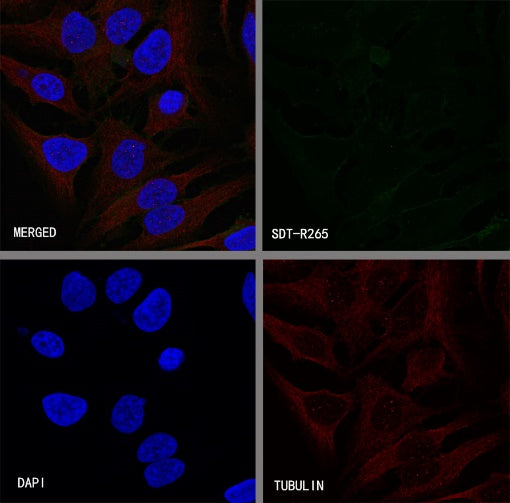 CD48 Recombinant Rabbit mAb (S-R265)