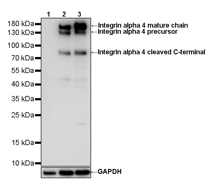 ITGA4/Integrin alpha 4/CD49D Recombinant Rabbit mAb (S-4581-3)