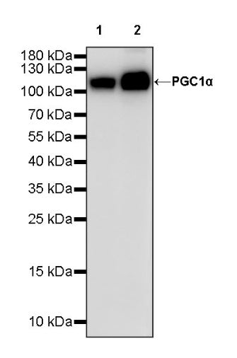 PGC1α Recombinant Rabbit mAb (S-1199-234)