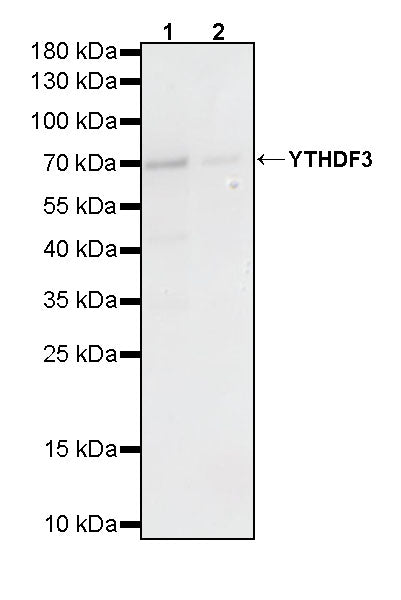 YTHDF3 Recombinant Rabbit mAb