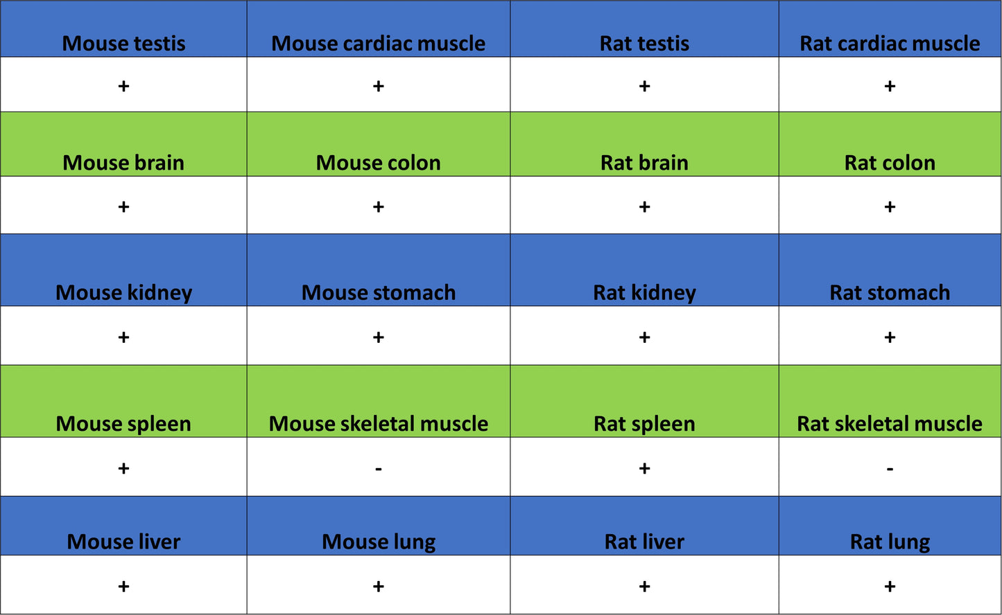 CD206 Recombinant Rabbit mAb (S-3477-27)