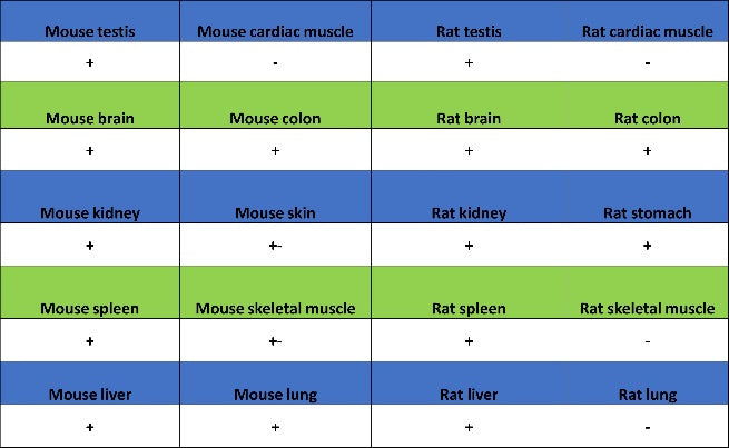 CHMP6/VPS20 Recombinant Rabbit mAb (S-1702-78)