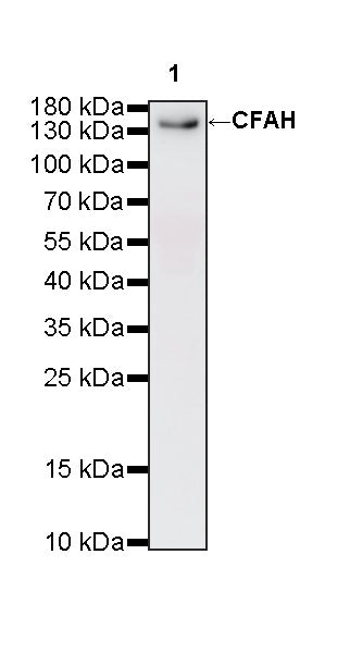 CFAH Rabbit Polyclonal Antibody