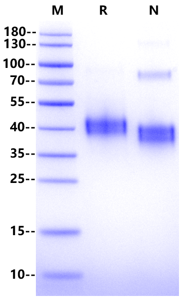 LIF Protein, Northern mallard