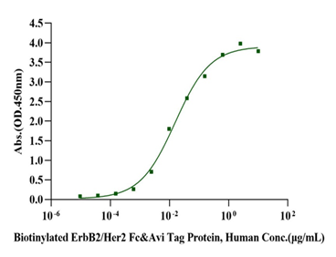 Biotinylated ErbB2/Her2 Fc&Avi Tag Protein, Human