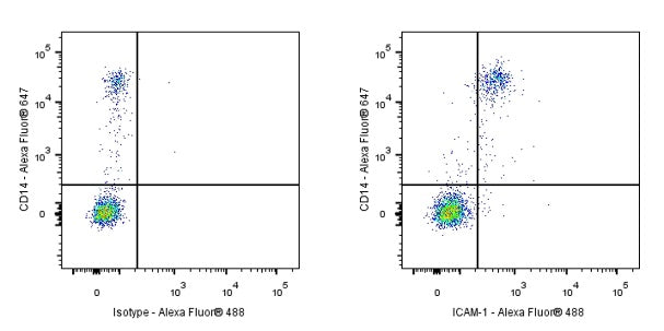 ICAM-1/CD54 Recombinant Rabbit mAb (S-906-48)