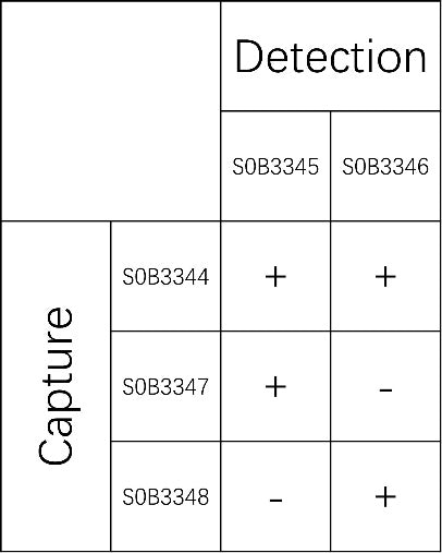 IL-28 Recombinant Rabbit mAb (SDT-1616-97)