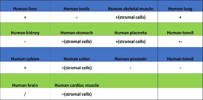 Mannose Receptor Recombinant Rabbit mAb (SDT-2206-52)