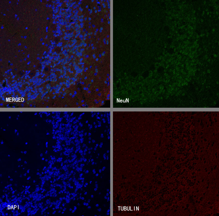 NeuN Recombinant Rabbit mAb (SDT-432-1)
