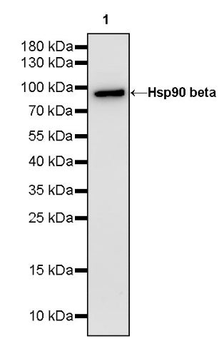 Hsp90 beta Recombinant Rabbit mAb (HRP Conjugate) (SDT-R033)
