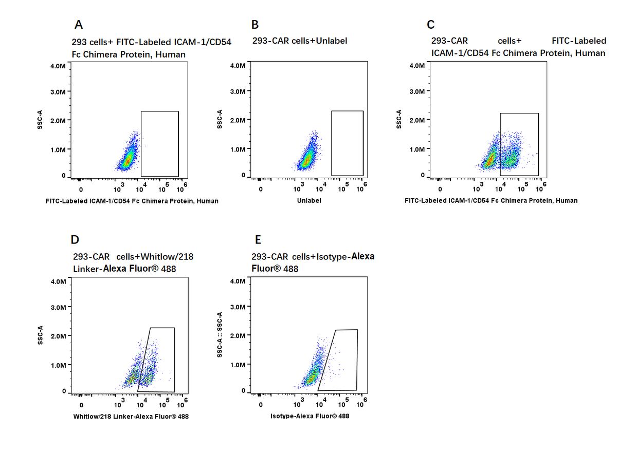 FITC-Labeled ICAM-1/CD54 Fc Chimera Protein, Human