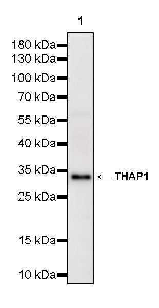 THAP1 Recombinant Rabbit mAb (S-4023-36)