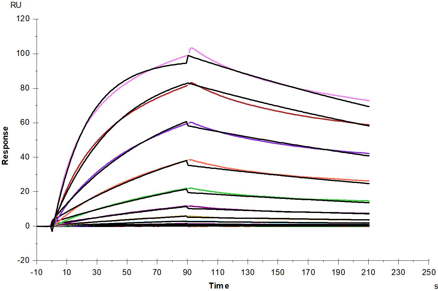 TfR/CD71 His Tag Protein, Human